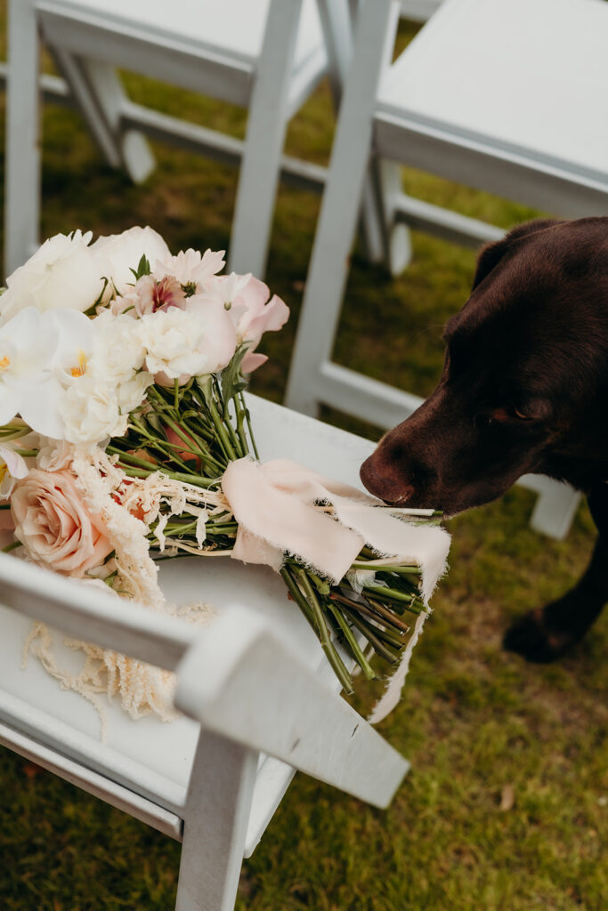 dog sniffing flowers Creek Club At I'On