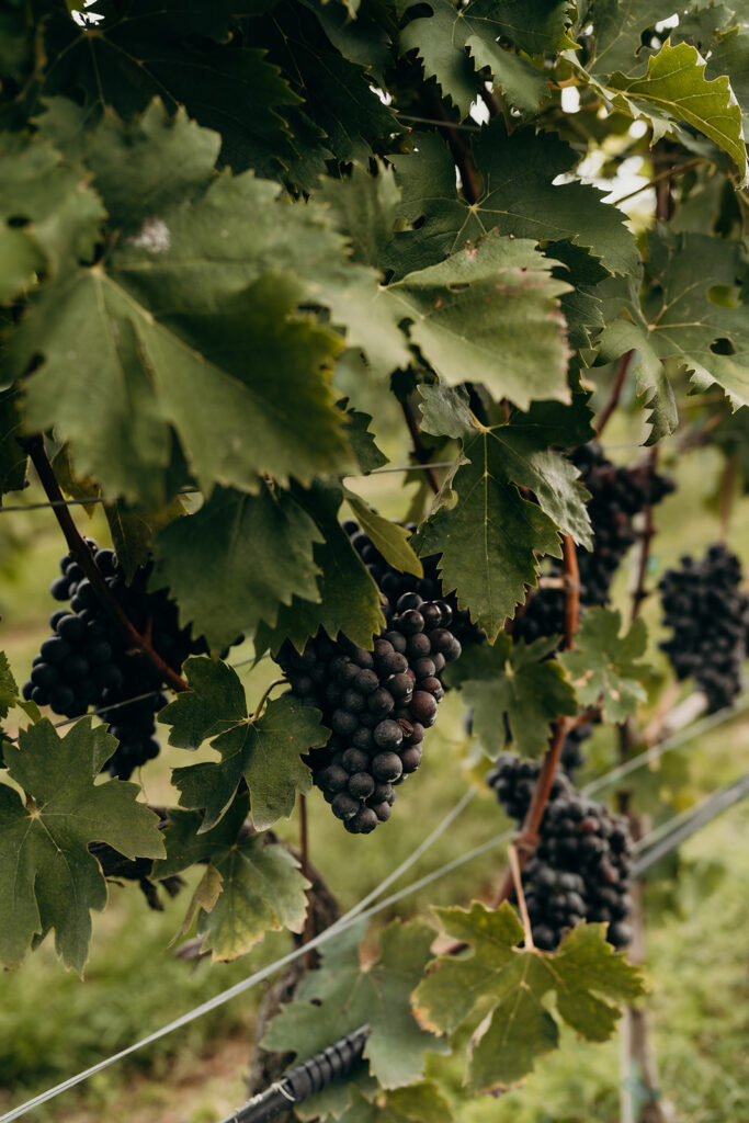 grapes on vine